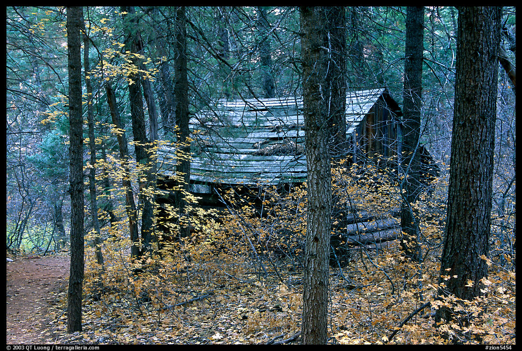 Abandoned historical log cabin, Middle Fork of Taylor Creek. Zion National Park, Utah, USA.