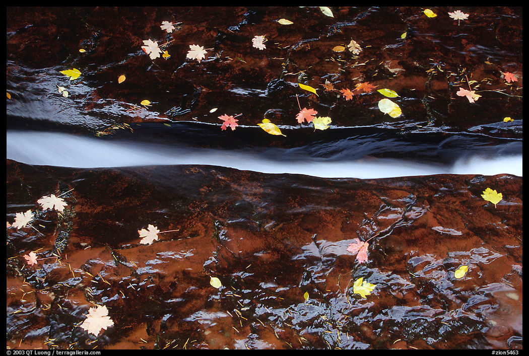 Six inch wide crack channeling all the flow of the Left Fork of the North Creek. Zion National Park, Utah, USA.