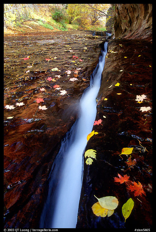 Narrow crack and fallen leaves, Left Fork of the North Creek. Zion National Park, Utah, USA.