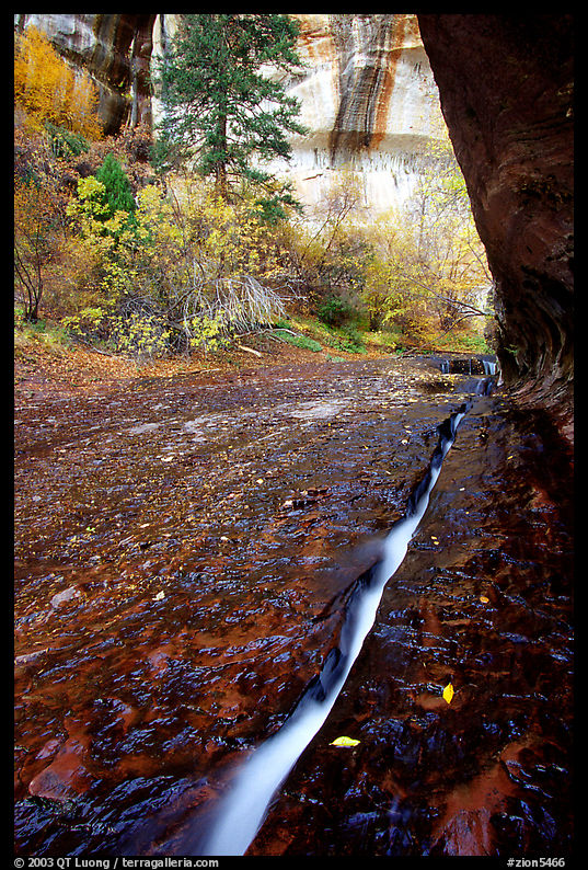 Left Fork of  North Creek flowing in a Six inch wide crack. Zion National Park, Utah, USA.