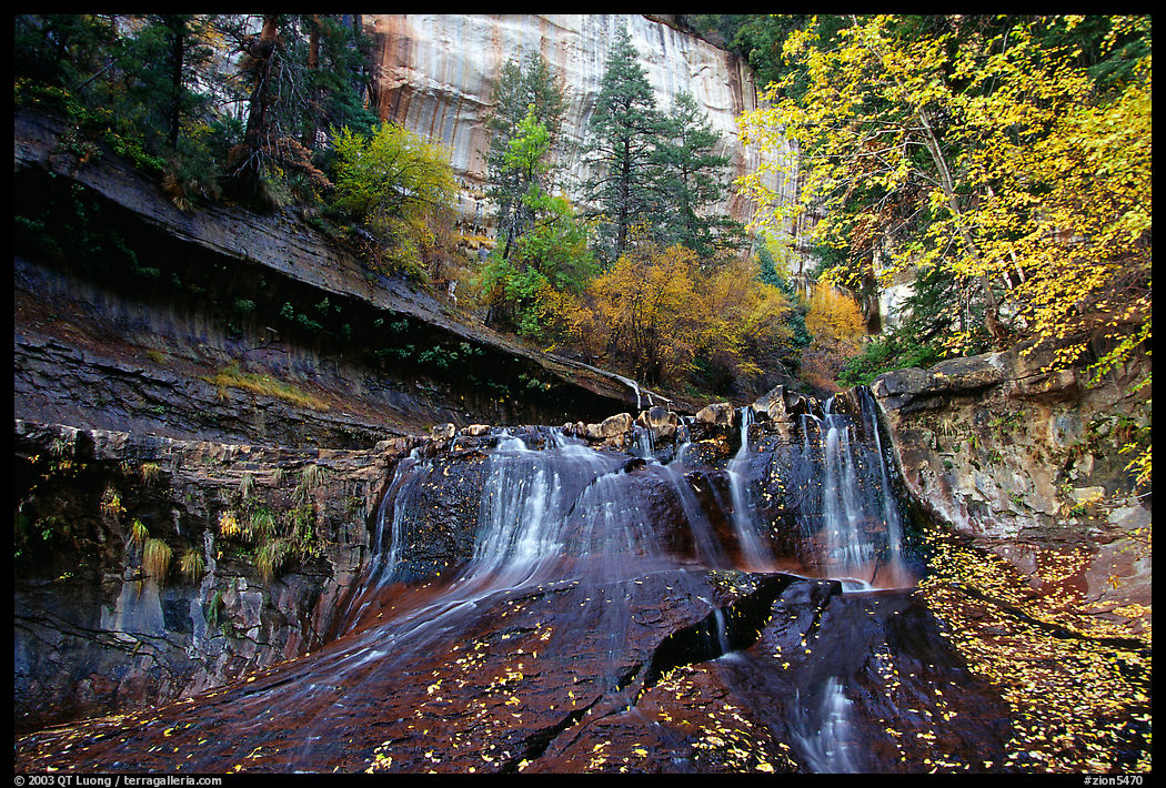Cascade and tree in autumn foliage, Left Fork of the North Creek. Zion National Park, Utah, USA.