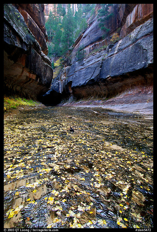 Entrance of the Subway, Left Fork of the North Creek. Zion National Park, Utah, USA.