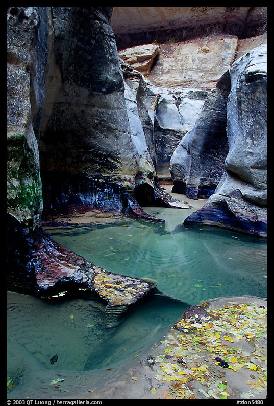 Pools and sculptured sandstone walls, the Subway, Left Fork of the North Creek. Zion National Park, Utah, USA.