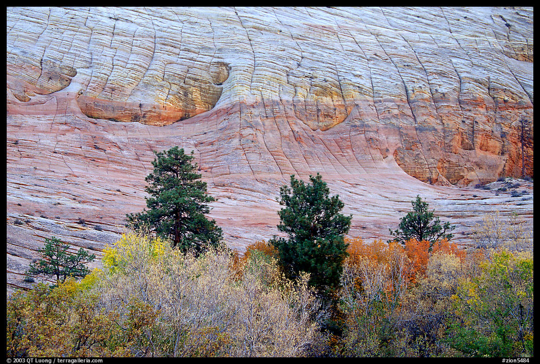 Trees and Checkerboard patterns, Mesa area. Zion National Park