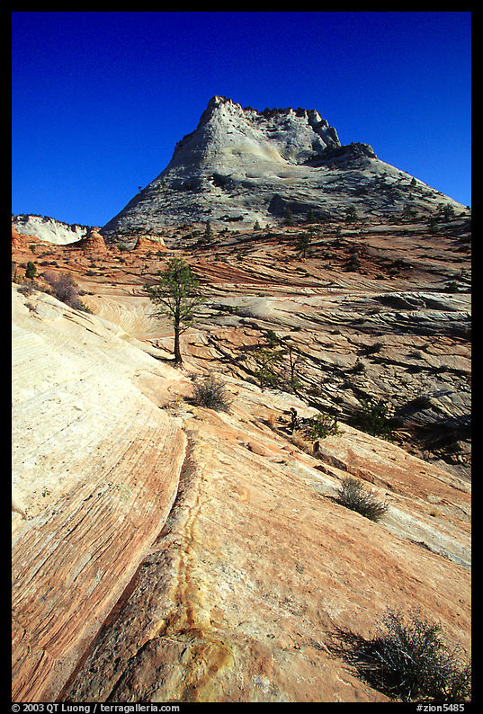 Sandstone swirls, Zion Plateau. Zion National Park, Utah, USA.