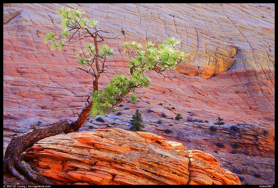 Pine tree and checkerboard patterns, Zion Plateau. Zion National Park, Utah, USA.