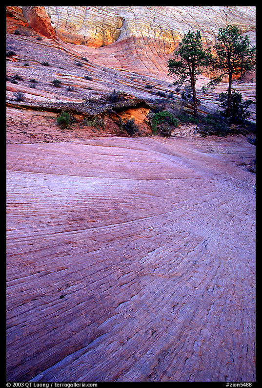 Sandstone striations, Zion Plateau. Zion National Park, Utah, USA.