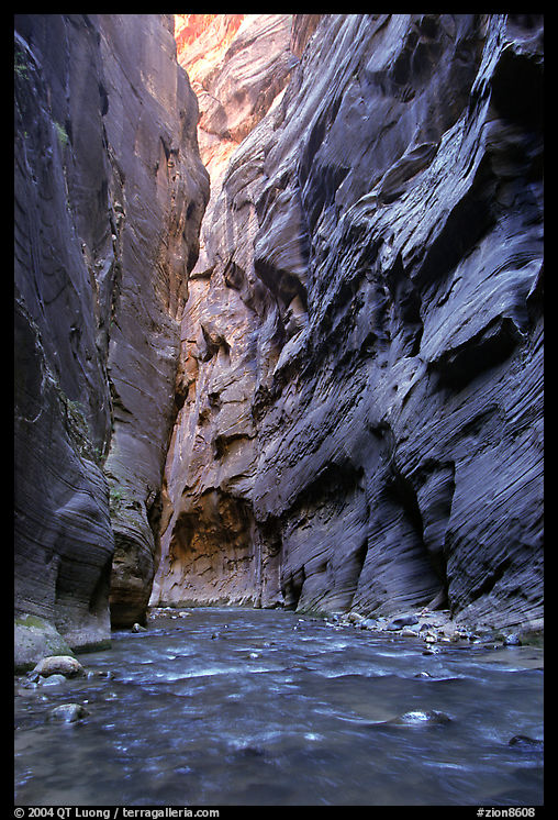 Slot canyon like walls, Wall Street, the Narrows. Zion National Park, Utah, USA.
