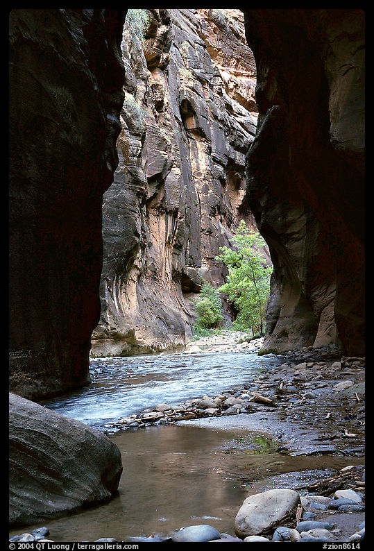 Wall Street, the Narrows. Zion National Park, Utah, USA.