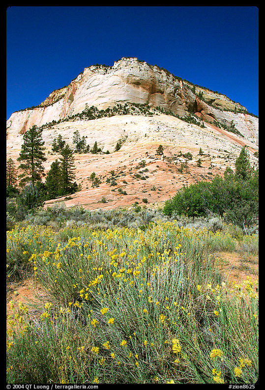 Sage flowers and Navajo sandstone formation, morning. Zion National Park, Utah, USA.
