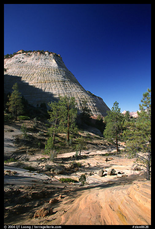 Checkerboard Mesa, morning. Zion National Park, Utah, USA.