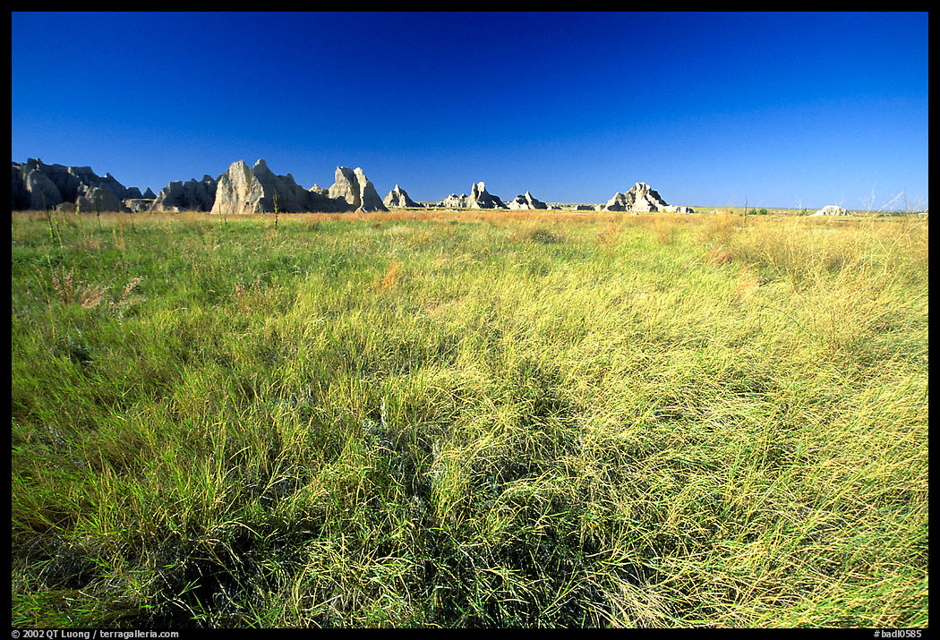 Tall grass prairie near Cedar Pass. Badlands National Park, South Dakota, USA.