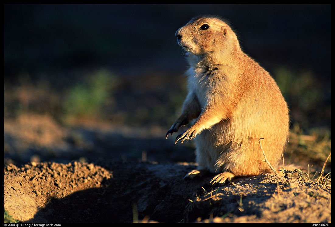 Prairie dog standing next to burrow, sunset. Badlands National Park, South Dakota, USA.