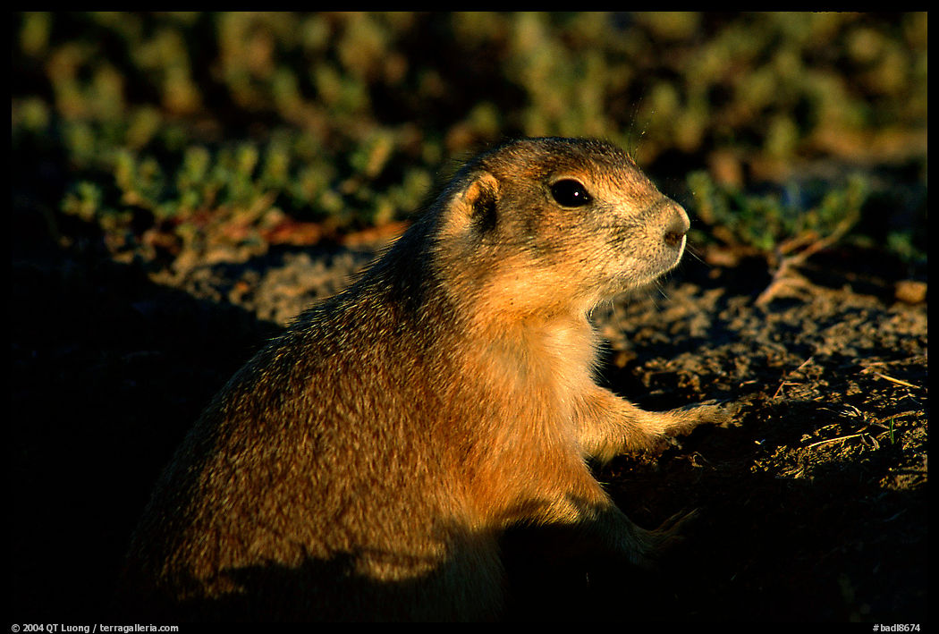 Prairie dog watching out from burrow, sunset. Badlands National Park, South Dakota, USA.
