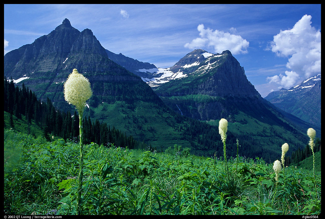 Beargrass, Mt Oberlin and Cannon Mountain. Glacier National Park, Montana, USA.