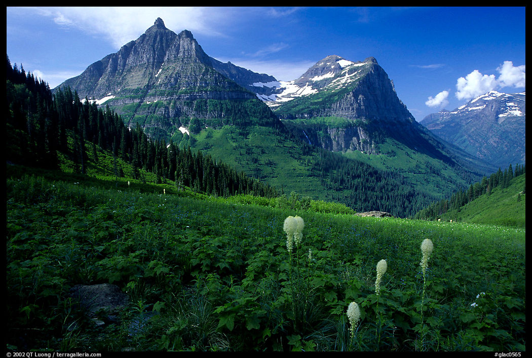 Bear grass, Mt Oberlin and Cannon Mountain. Glacier National Park, Montana, USA.