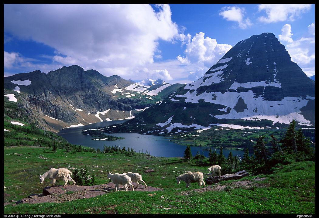 Mountain goats, Hidden lake and peak. Glacier National Park, Montana, USA.
