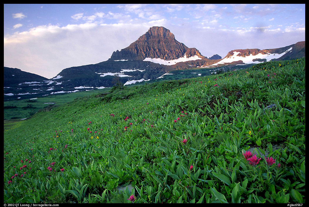 Wildflowers and peak at Logan pass. Glacier National Park