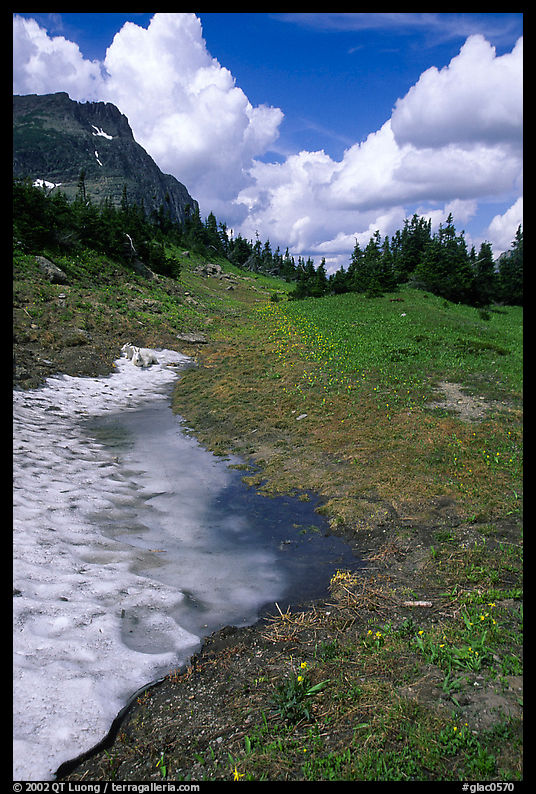 Neve with mountain goat, Hanging gardens, Logan pass. Glacier National Park, Montana, USA.