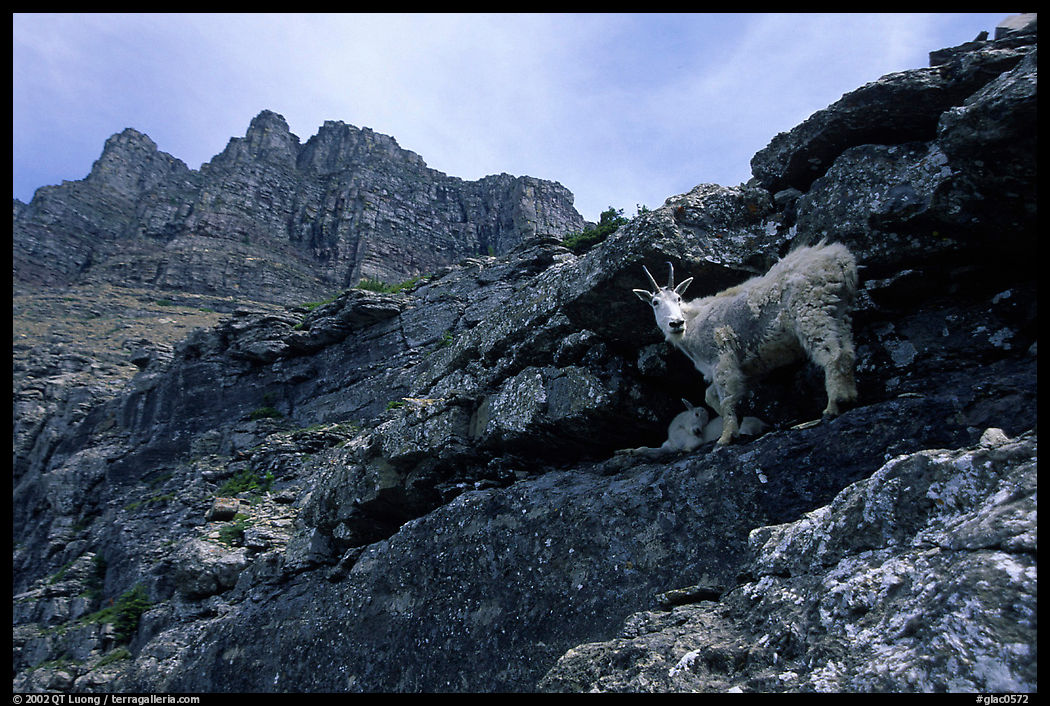 Mountain goat and Garden wall near Logan pass. Glacier National Park, Montana, USA.