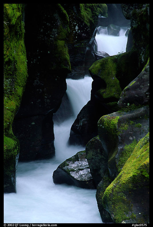 Stream cascading in narrow gorge, Avalanche creek. Glacier National Park, Montana, USA.