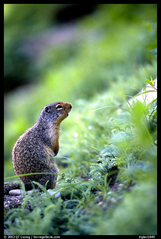 Ground squirrel. Glacier National Park