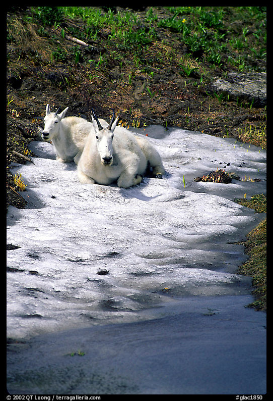 Mountain goats cool off on a neve at Logan Pass. Glacier National Park, Montana, USA.