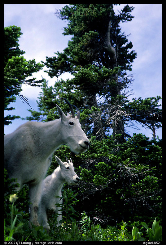 Mountain goat and kid in forest. Glacier National Park, Montana, USA.