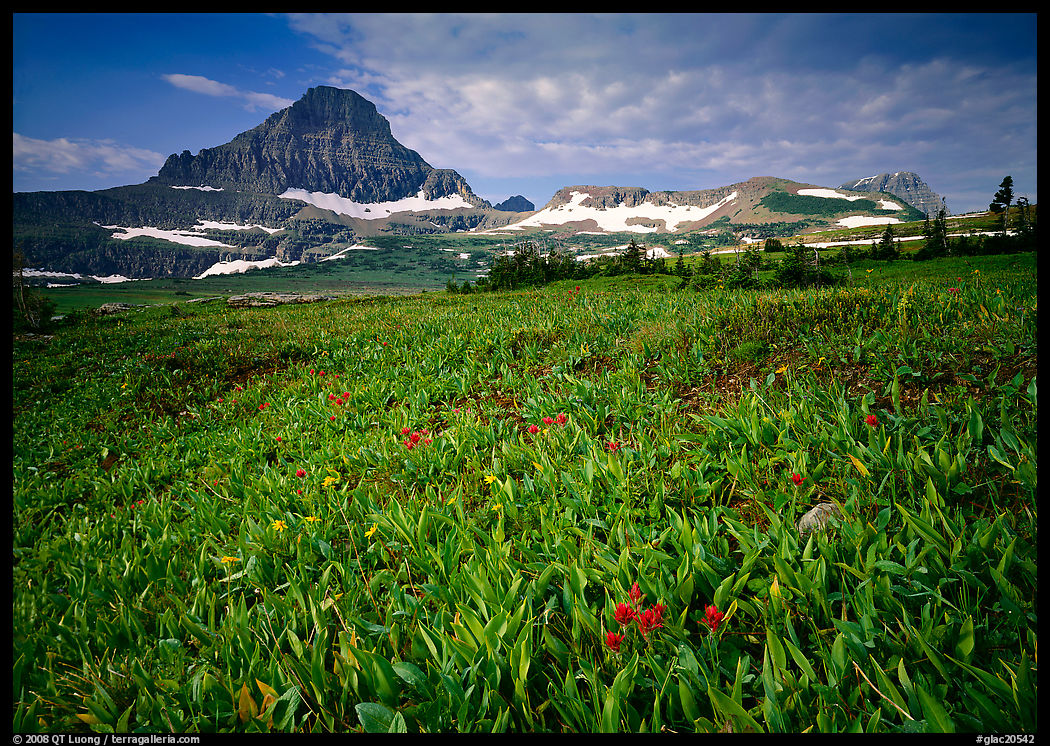 Alpine meadow with wildflowers and triangular peak, Logan Pass. Glacier National Park, Montana, USA.