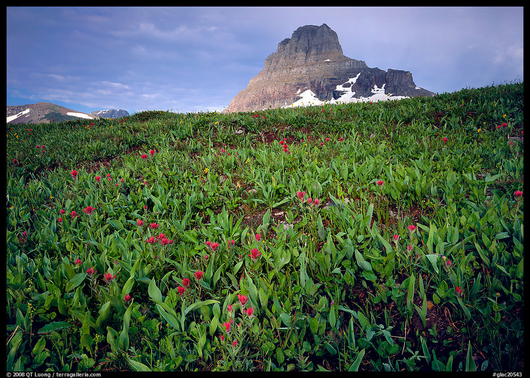 Alpine meadow, wildflowers, and Clemens Mountain. Glacier National Park, Montana, USA.