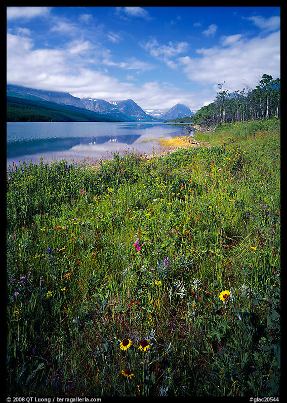 Wildflowers and Sherburne Lake, morning. Glacier National Park, Montana, USA.