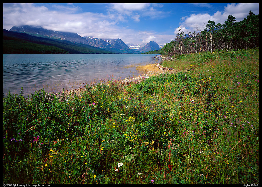 Wildflowers on shore of Sherburne Lake. Glacier National Park, Montana, USA.