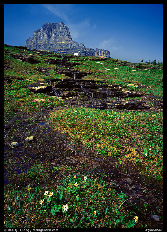 Stream at hanging gardens, Logan pass. Glacier National Park, Montana, USA.