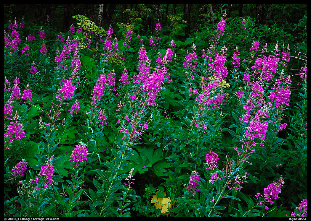 Wildflowers in the forest near St Mary. Glacier National Park, Montana, USA.