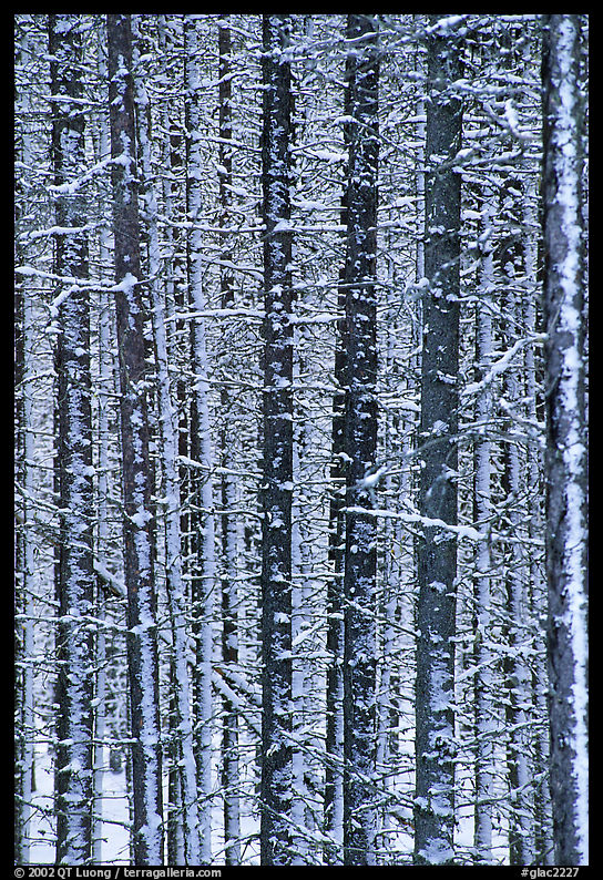 Dense forest with snow in winter. Glacier National Park, Montana, USA.