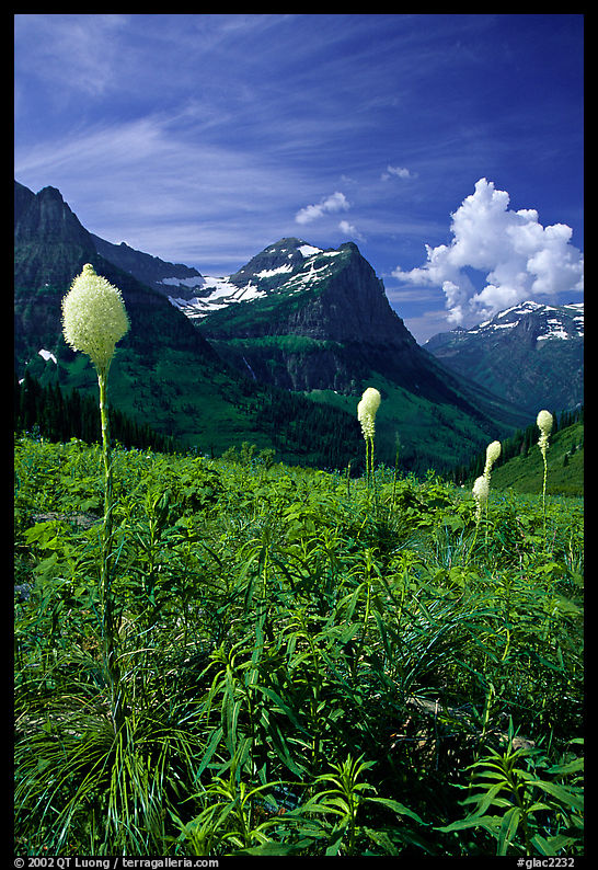 Beargrass, Mount Oberlin, and Cannon Mountain. Glacier National Park, Montana, USA.