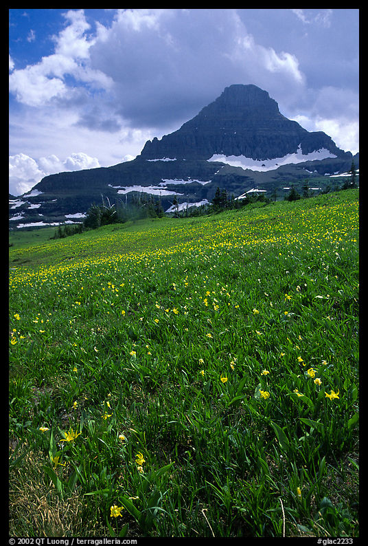Meadow with wildflower carpet and triangular mountain, Logan pass. Glacier National Park
