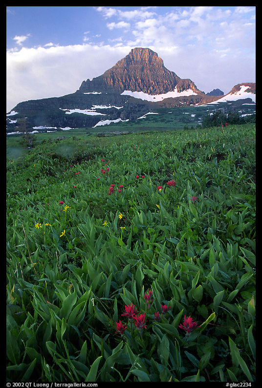 Indian paintbrush and peak, Logan pass. Glacier National Park, Montana, USA.