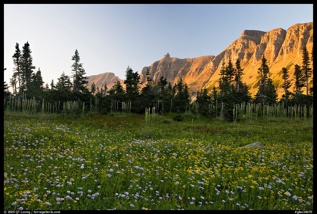 Meadow with wildflowers and Garden Wall at sunset. Glacier National Park, Montana, USA.