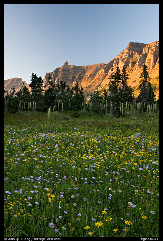 Wildflowers in meadow below the Garden Wall at sunset. Glacier National Park, Montana, USA.