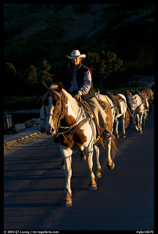 Man leading horse pack, sunrise. Glacier National Park, Montana, USA.