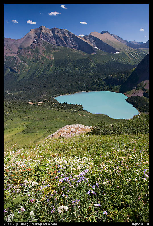 Wildflowers high above Grinnel Lake, with Allen Mountain in the background. Glacier National Park, Montana, USA.