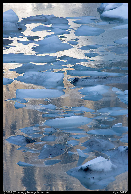 Blue icebergs floating on reflections of rock wall, late afternoon. Glacier National Park, Montana, USA.