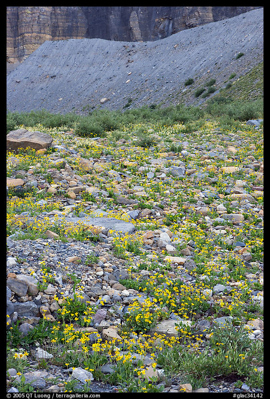 Alpine wildflowers. Glacier National Park