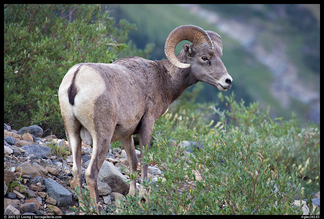 Bighorn sheep. Glacier National Park, Montana, USA.