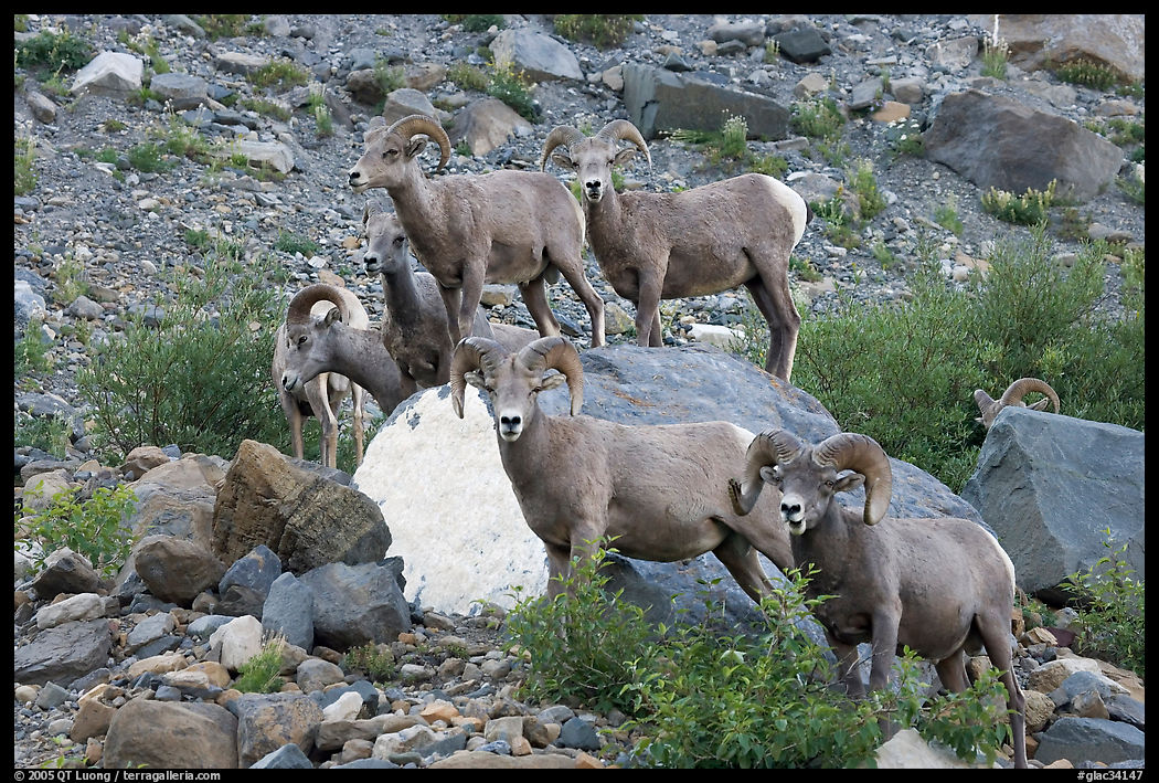 Group of bighorn sheep. Glacier National Park, Montana, USA.