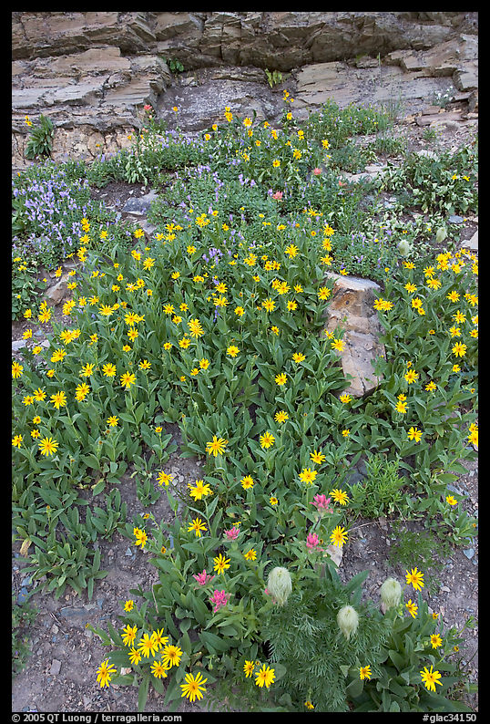 Wildflowers. Glacier National Park, Montana, USA.