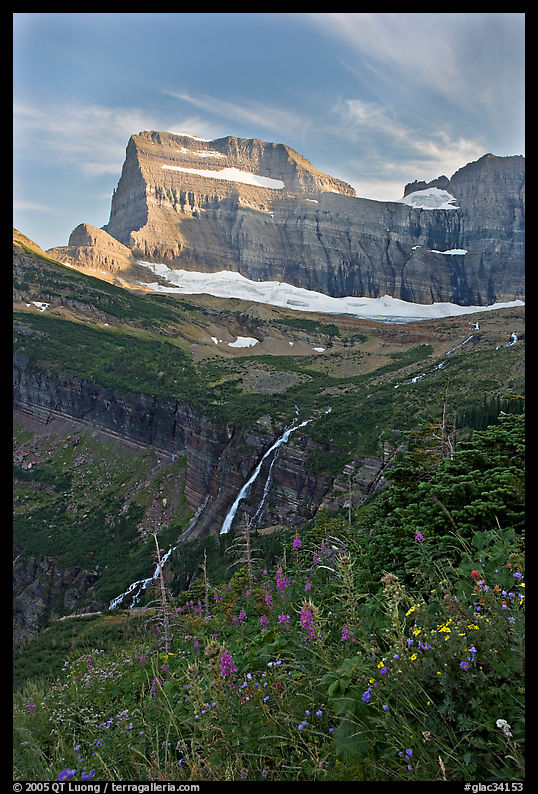 Wildflowers, Grinnell Falls, Mt Gould, and Garden Wall, sunset. Glacier National Park, Montana, USA.