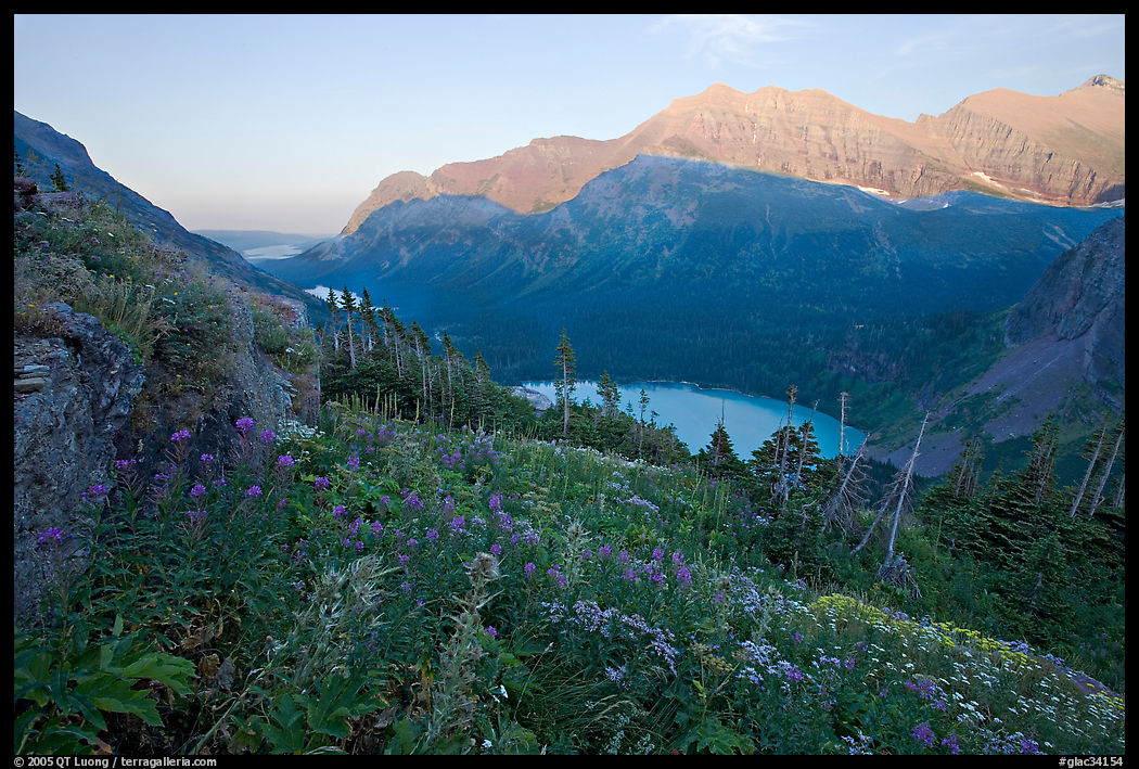 Alpine wildflowers, Grinnell Lake, and Allen Mountain, sunset. Glacier National Park, Montana, USA.