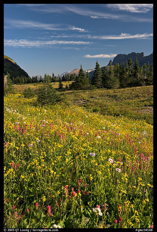 Wildflower meadow, Logan Pass, early morning. Glacier National Park